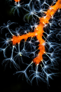 View of vibrant orange coral with translucent star-shaped polyps underwater near the island of Vis, Split-Dalmatia County, Croatia.