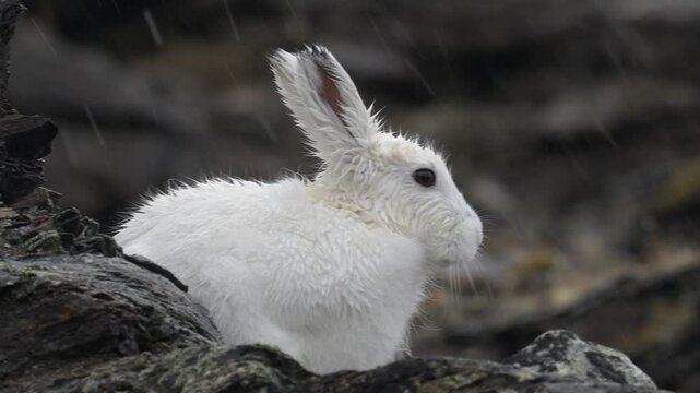View of an Arctic hare in the rocky landscape, Greenland.