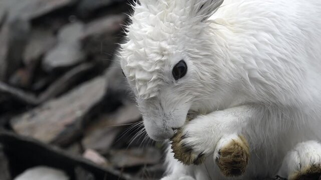 View of an arctic hare grooming its white fur in Greenland.