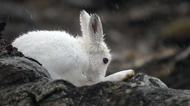 View of an arctic hare on dark rocks in Greenland.