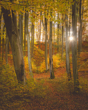 View of a dense forest with tall trees and vibrant autumn foliage, with golden sunlight filtering through branches and fallen leaves on the forest floor in Wiezyca, Pomeranian Voivodeshi, Poland.