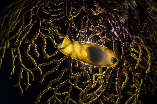 View of a shark egg case attached to a vibrant gorgonian coral in the underwater environment of National Park Kornati, Sibenik-Knin County, Croatia.