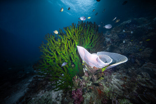 View of vibrant green coral and a delicate pink sponge in the clear waters of the Raja Ampat Regency, Southwest Papua, Indonesia.