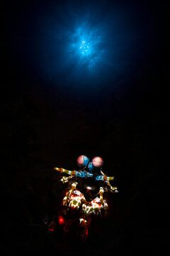 View of a vibrant peacock mantis shrimp with large eyes and colorful shell patterns in the dark underwater environment near Malapascua Island, Daanbantayan, Central Visayas, Philippines.