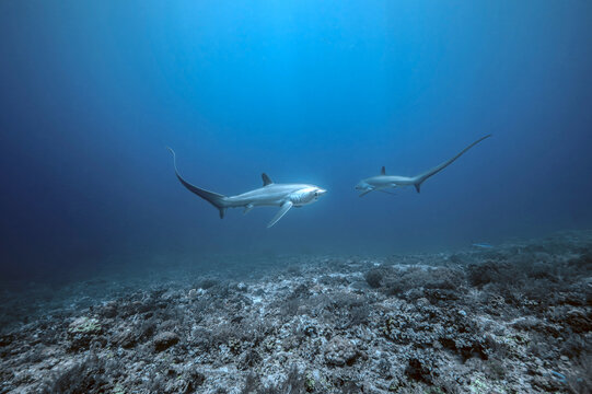 View of two thresher sharks swimming over the coral reef at Kimud Shoal in Tabango, Leyte, Philippines.