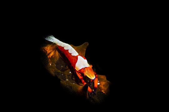 View of an emperor shrimp resting on a sea cucumber in the dark waters of Raja Ampat Regency, Southwest Papua, Indonesia.