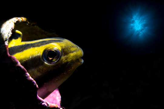 View of a striped blenny fish peering from a rocky crevice with a glowing blue light in the dark underwater environment at Gato Island, Philippines.