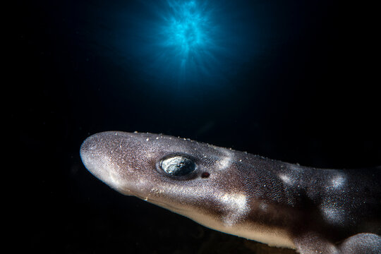 View of a bamboo shark swimming in the dark waters near Gato Island, Philippines.