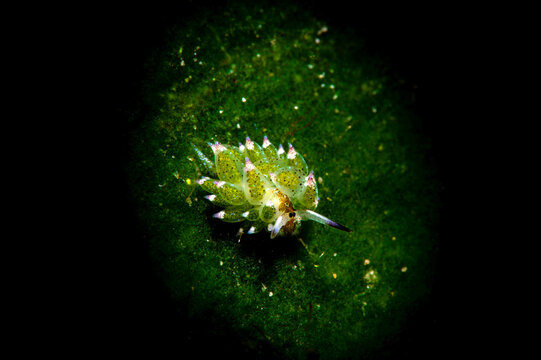 View of a Costasiella kuroshimae sea slug, also known as a leaf sheep, resting on green algae underwater in Daanbantayan, Central Visayas, Philippines.
