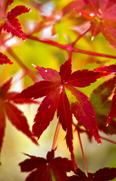 View of vibrant red autumn leaves on a maple tree branch, showcasing the seasonal colors in Fukuchiyama, Kyoto, Japan.