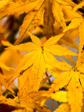View of vibrant yellow autumn leaves on a maple tree, showcasing delicate textures and warm seasonal colors in Fukuchiyama, Kyoto, Japan.