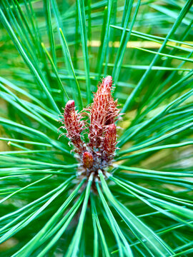 View of vibrant green pine needles surrounding a small, textured reddish-brown pine bud in a forest setting in Fukuchiyama, Kyoto, Japan.