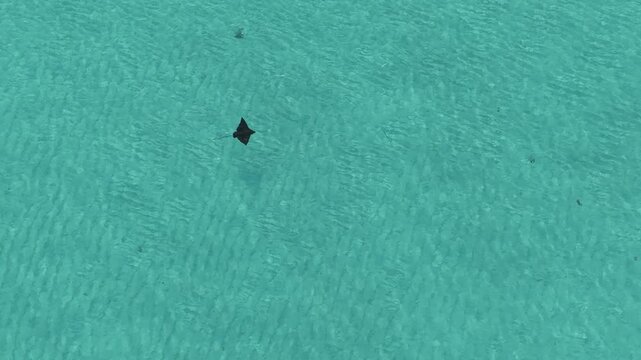 Aerial view of an eagle ray swimming in the clear turquoise water of Vashafaru, Haa Alif Atoll, Maldives.