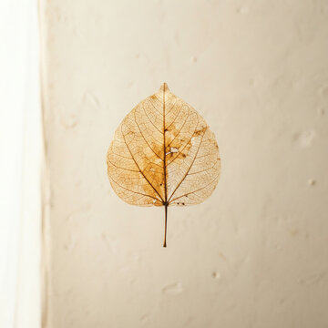 Skeleton leaf mounted on a textured cream plaster wall