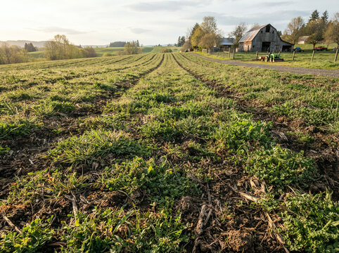 Wide grassy field of green rows leading to an old barn and rolling hills