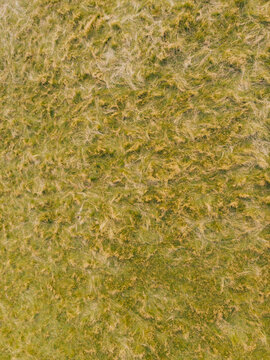 Aerial view of a textured grassy field with patches of dry and green vegetation in Stafford, England, United Kingdom.