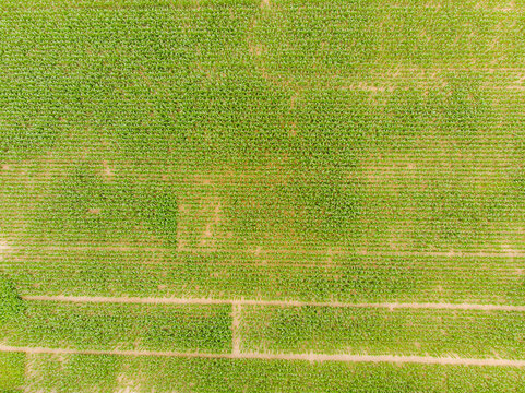 Aerial view of a lush green cornfield with rows of crops and dirt paths in Stafford, England, United Kingdom.