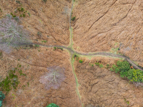 Aerial view of Cannock Chase Forest featuring a cross-shaped intersection of dirt paths surrounded by dry brown vegetation and scattered trees in Staffordshire, England, United Kingdom.