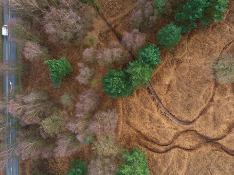 Aerial view of Cannock Chase Forest showing evergreen trees, bare deciduous trees, and winding trails through brown heathland with a road on the left, Staffordshire, England, United Kingdom.