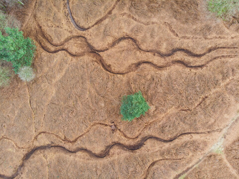 Aerial view of Cannock Chase Forest with winding tracks through dry brown grass and scattered green trees in Staffordshire, England, United Kingdom.