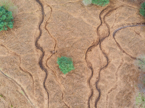 Aerial view of Cannock Chase Forest featuring winding dirt tracks cutting through dry brown heathland with scattered evergreen trees in Staffordshire, England, United Kingdom.