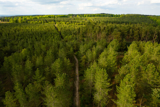 Aerial view of Cannock Chase Forest featuring dense pine trees, a dirt path winding through the woodland, and vibrant green foliage Staffordshire, England, United Kingdom.