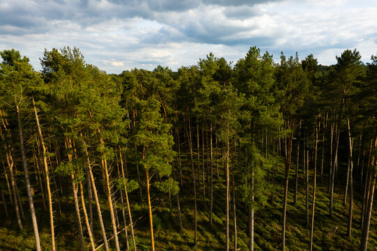 Aerial view of Cannock Chase Forest featuring dense pine trees and lush greenery under a cloudy sky in Staffordshire, England, United Kingdom.