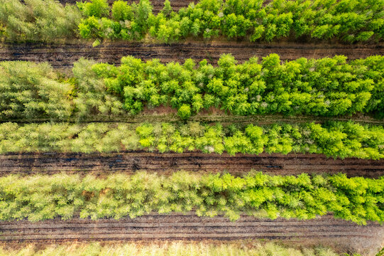Aerial view of Cannock Chase Forest showing rows of evergreen trees and dark soil strips from recent forestry management in Staffordshire, England, United Kingdom.