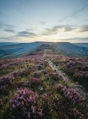 Naklejka premium Path winding through a field of purple heather towards hills at sunrise