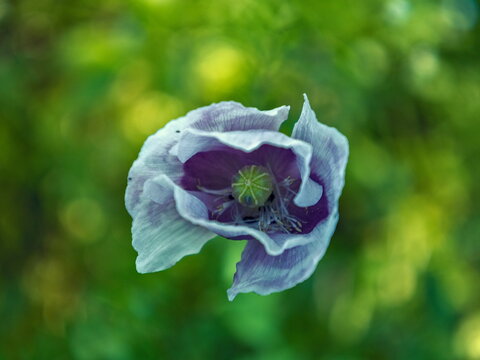 Espoo, Finland - 08.08.2020: Macro of a delicate lavender poppy flower with ruffled petals and green center against soft green bokeh
