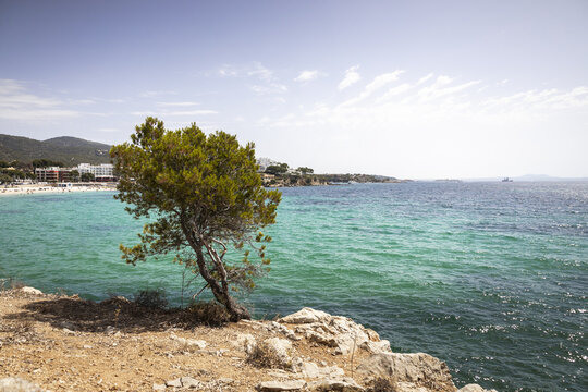 View of a lone pine tree on a rocky cliff overlooking the turquoise Mediterranean Sea at Palma Nova, Balearic Islands, Spain.