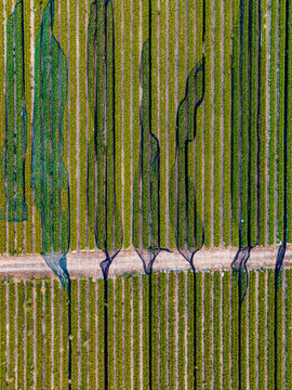 Aerial view of a vineyard with protective netting covering rows of vines separated by a dirt path in Rhineland-Palatinate, Germany.