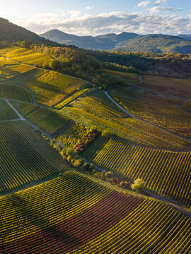 Aerial view of vibrant autumn vineyards with golden and red grapevines stretching across rolling hills under soft sunlight in Rhineland-Palatinate, Germany.