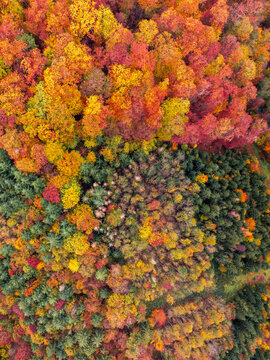 Aerial view of a vibrant autumn forest with a mix of deciduous trees in shades of red, orange, and yellow alongside evergreen trees in Rhineland-Palatinate, Germany.