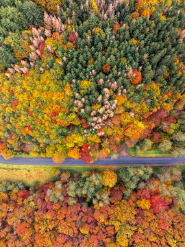 Aerial view of a vibrant autumn forest with colorful deciduous trees and evergreen pines bisected by a winding asphalt road in Rhineland-Palatinate, Germany.