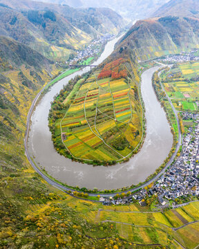 Aerial view of the Moselle River loop at the Calmont mountain with terraced vineyards displaying vibrant autumn colors, surrounded by steep hills in Rhineland-Palatinate, Germany.
