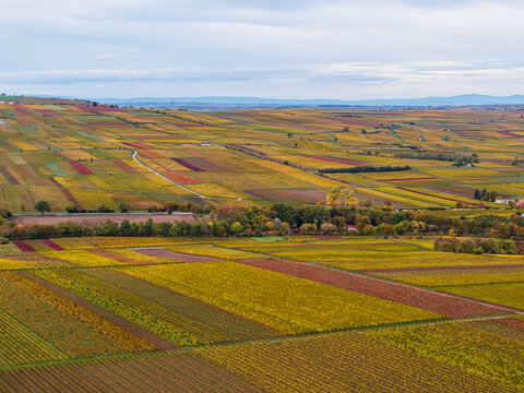 Aerial view of colorful autumn vineyards with patchwork fields in shades of yellow, orange, and red, stretching across the rolling landscape of Rhineland-Palatinate, Germany.