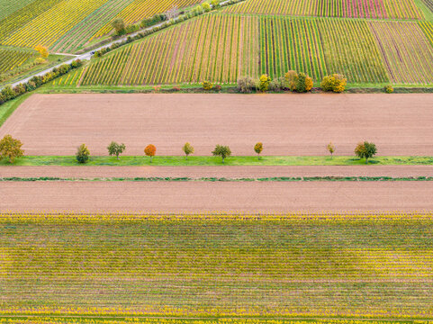 Aerial view of colorful vineyards and agricultural fields in autumn with a line of trees separating the plots in Rhineland-Palatinate, Germany.