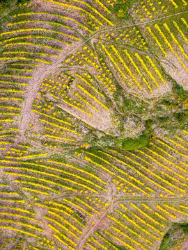 Aerial view of terraced vineyards with vibrant yellow autumn foliage and winding dirt paths on a hillside in Rhineland-Palatinate, Germany.