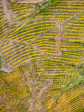 Aerial view of terraced vineyards with vibrant yellow autumn foliage covering the hillside slopes in Rhineland-Palatinate, Germany.