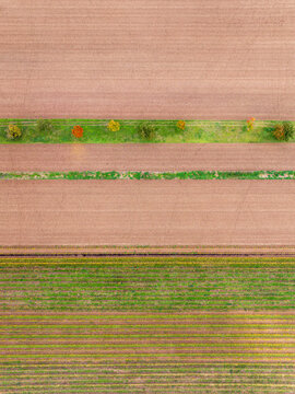 Aerial view of agricultural fields with rows of crops and a line of trees displaying autumn colors in Rhineland-Palatinate, Germany.