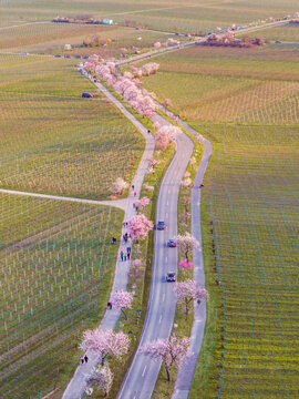 Aerial view of a winding road lined with blooming almond blossom trees cutting through lush green vineyards in Rhineland-Palatinate, Germany.