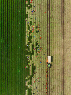 Aerial view of workers harvesting spring onions in a field with a tractor and trailer in Rhineland-Palatinate, Germany.