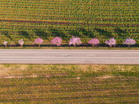 Aerial view of a road cutting through lush green vineyards with a row of vibrant pink blooming almond trees lining the asphalt in Rhineland-Palatinate, Germany.