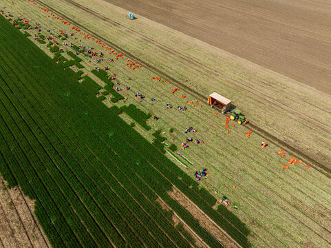 Aerial view of agricultural workers harvesting spring onions in a large field with a tractor and trailer, surrounded by rows of green plants and orange crates in Rhineland-Palatinate, Germany.