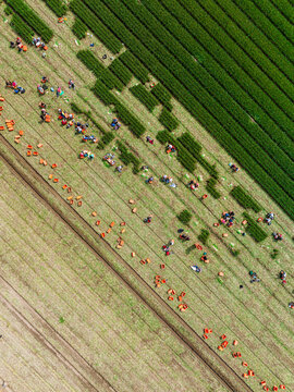 Aerial view of farmers harvesting spring onions in a field with scattered orange crates in Rhineland-Palatinate, Germany.