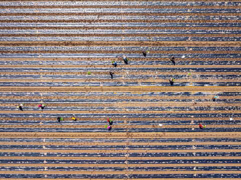 Aerial view of agricultural workers planting crops in a field covered with rows of black plastic mulch in Rhineland-Palatinate, Germany.