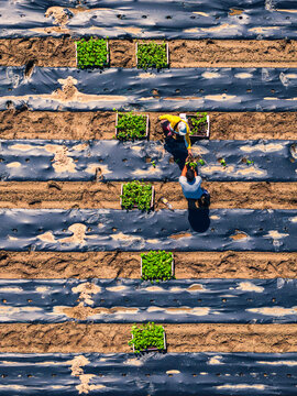 Aerial view of farmers planting green seedlings in rows covered with black plastic mulch in a field in Rhineland-Palatinate, Germany.