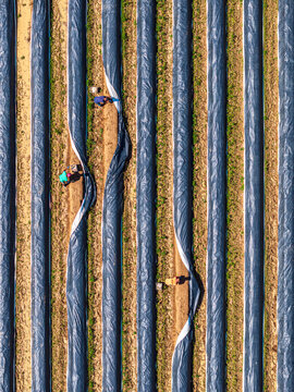 Aerial view of workers harvesting asparagus in long rows covered with black plastic mulch in Rhineland-Palatinate, Germany.