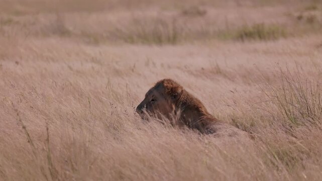 Male lion hiding in tall grass of the african savanna